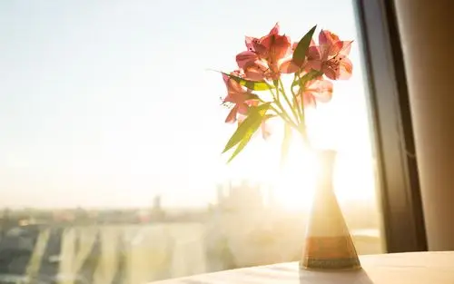 花朵,唯美,清新,窗外,阳光,逆光,安静,alexnovak,风景,阳光正好花朵