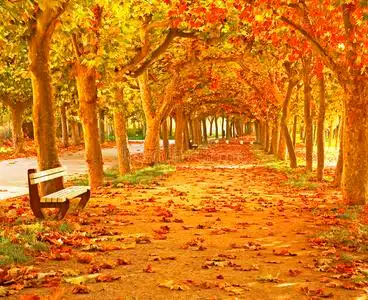 林间小路树林间的小路很长幽静的林间小路.