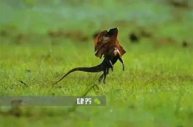 遇见敌人就撑伞恐吓吓不住站起来就狂奔的伞蜥居然是非保育物种