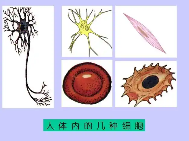 我上传了文件【人体内的几种细胞.jpg】到网盘,点击下载