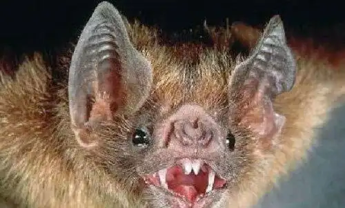 世界上最凶恶的蝙蝠猪脸大蝙蝠最爱吸食鲜血