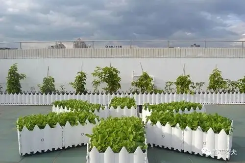 商业综合体种菜挺好城市屋顶种菜一切都是最好的安排,屋顶菜园也佛系