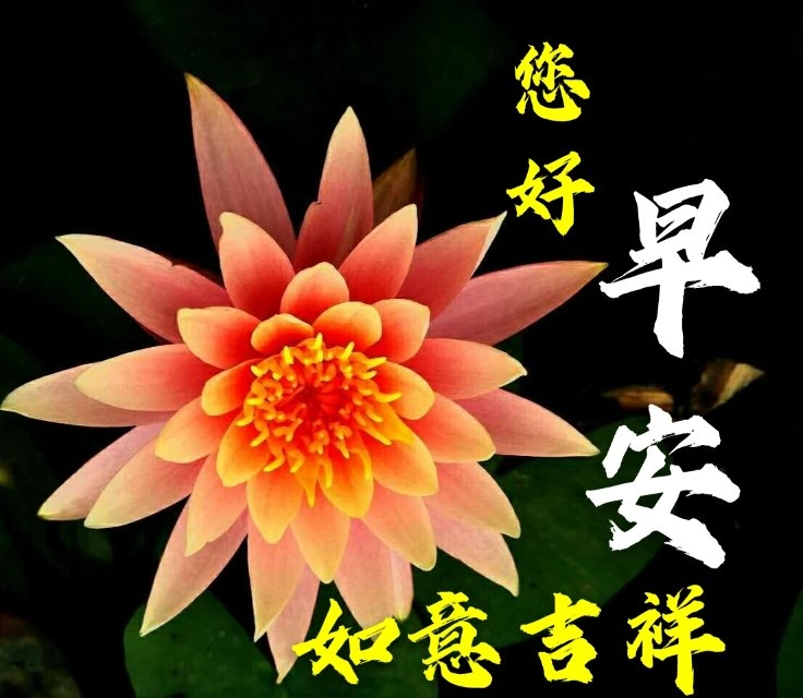 最新新版微信早晨问候好动态鲜花图片表情 微信最美早上好动态祝福