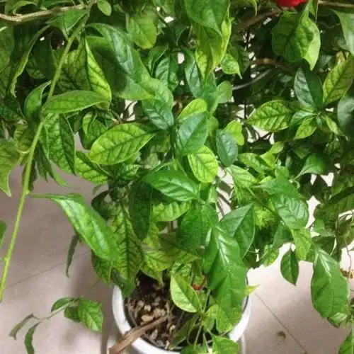 这是什么植物,一直不开花还有一种特殊臭味?不是栀子花!