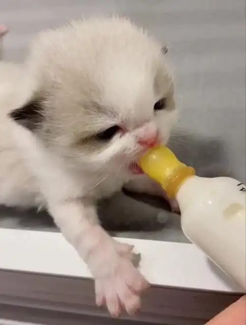 喝奶中的奶猫布偶猫