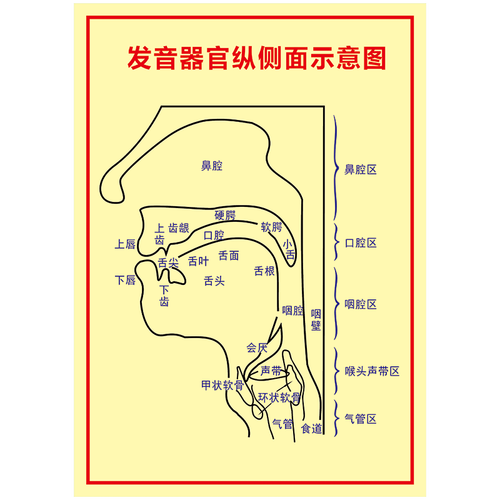 配音发声部位(图文) - 爱pia戏网,戏鲸app,pia戏剧本