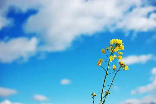 [图阳光]当阳光穿过树林,折射出绚烂的彩虹 - 治愈系图片 - 流年伴夏