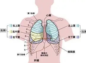胸壁疼痛的原因