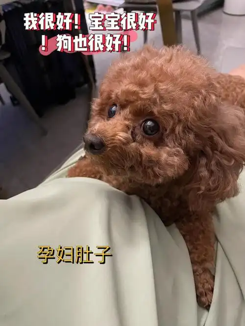 就是让你们家的老公给小狗狗捡93洗澡09这些我现在孕六个月了我