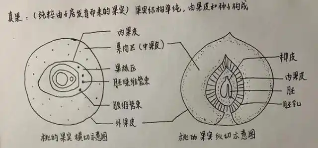 果实的结构是什么