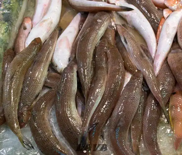 潮汕市场(我家)常见鱼图鉴