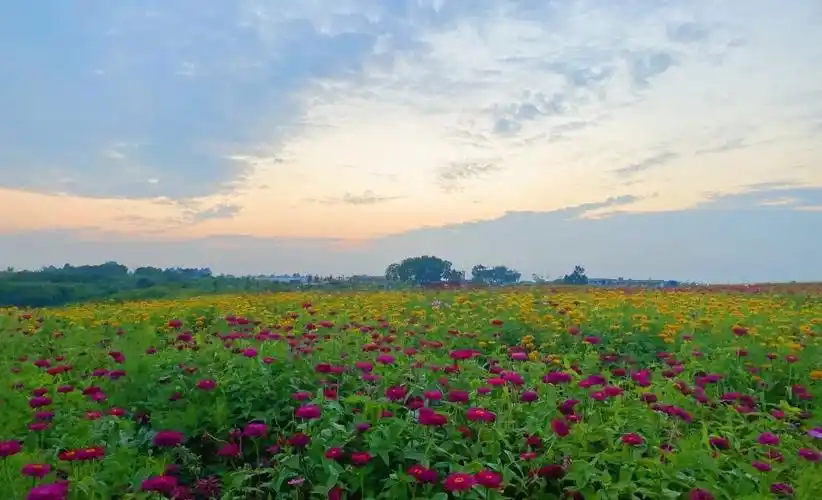 成都超美花海!在这