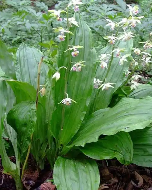 huán cǎo 别名珠串珠,夜白鸡,串白鸡(《贵州民间方药集》),硬九头