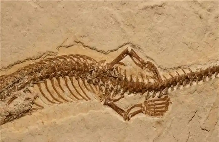 一方面是纠结于蛇的祖先是否为远古蜥蜴类动物,另一方面如果蛇是由