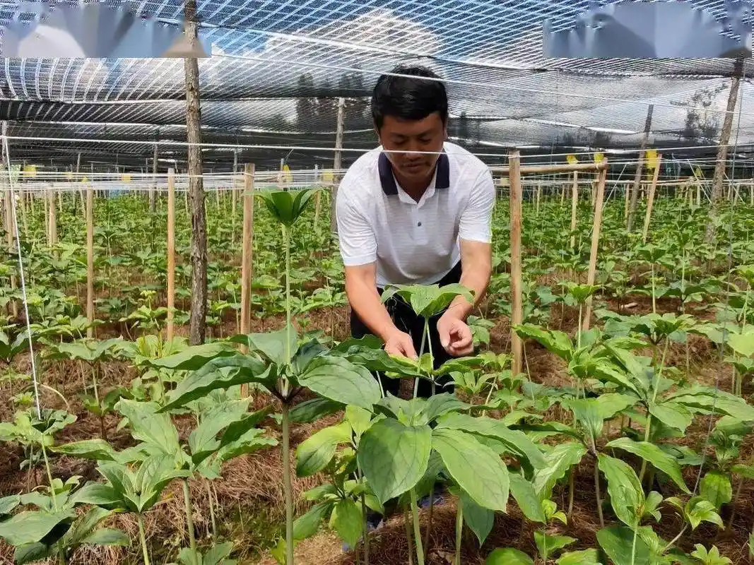 田蓬镇下寨村重楼种植带动群众增收致富