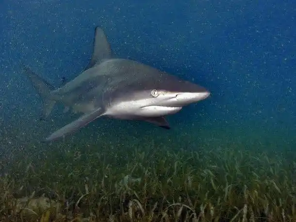 blacktip-shark-黑鳍鲨