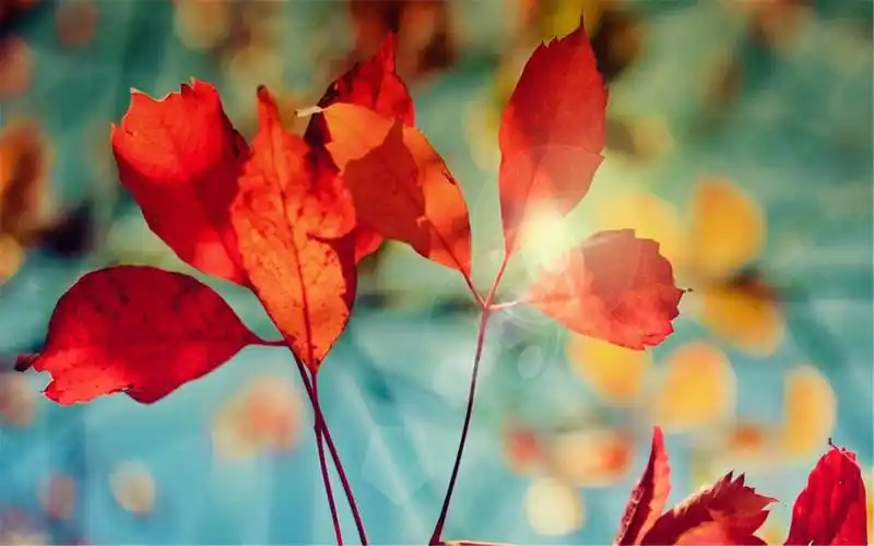 21寸电脑高清壁纸 十四寸笔记本桌面壁纸-图片大观-奇异网