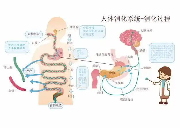卡通医生讲解人体消化系统消化过程示意图117930图片素材 - 设计盒子