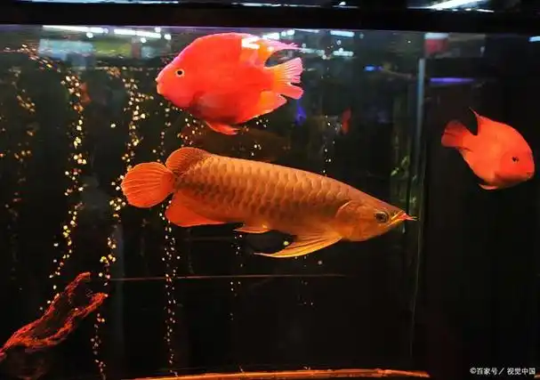 龙鱼混养的4点经验,你有勇气也不行,有勇无谋只会是失败!