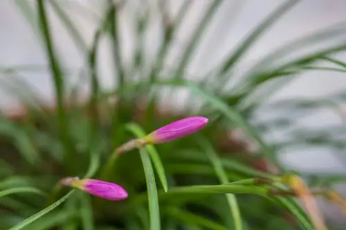 百态千姿韭菜兰 - 美篇