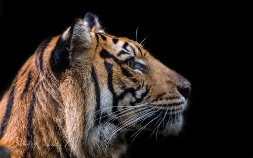 老虎的脸,黑色的背景 壁纸 | 1920x1200 壁纸下载 | cn.best-wallpape