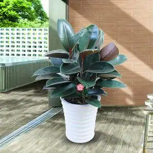 庭院好养绿植￥240￥240(1折)已售3橡皮树盆栽植物室内办公室桌面绿植