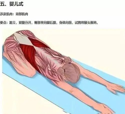 拉伸动作3d图解拯救你的腰酸背痛