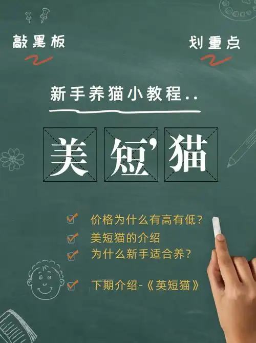 71美短猫的价格为什么有高有低?