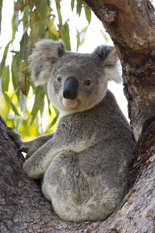 无人,坐,竖图,室外,白天,侧面,旅游,度假,美景,植物,哺乳动物,野生