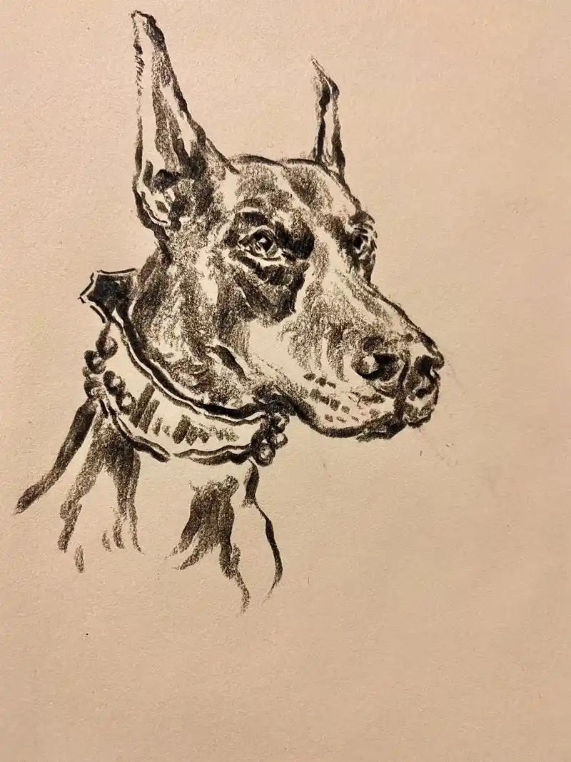 速写 #原创#美术生 #杜宾犬@抖音创作者中心 @抖音正能 - 抖音