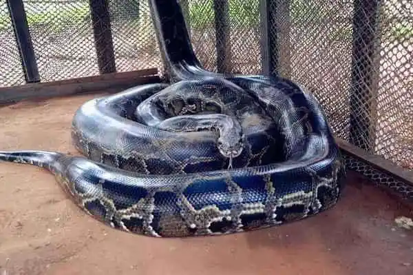 在广西大瑶山,当地农民捕获了一条约4米,重40公斤的四方形蟒蛇