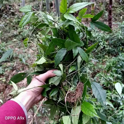 深山中草药新鲜三叶青藤500g现采金线葫芦爬藤其他药食同源食品