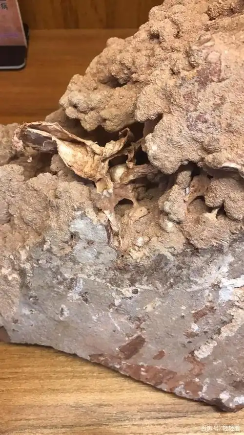 太岁是怎么长出来的?