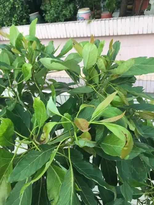 我的3年实生牛油果叶子怎么这样的还有需要修剪下枝叶吗