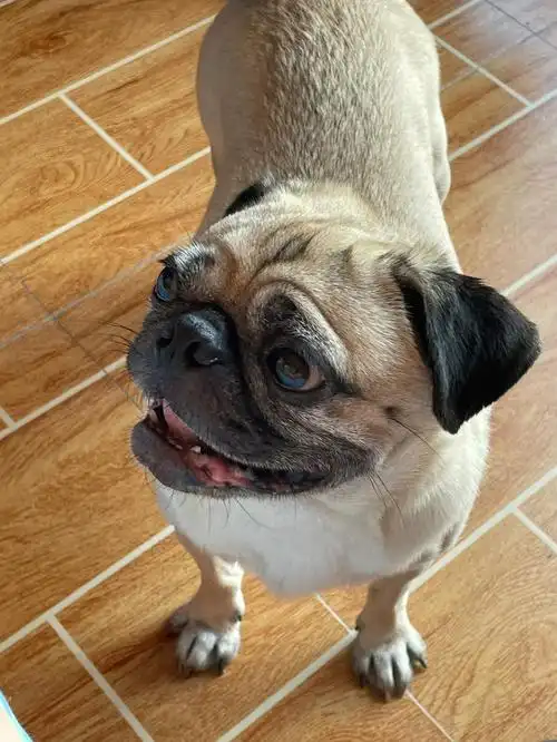 近距离观察巴巴猪的牙齿