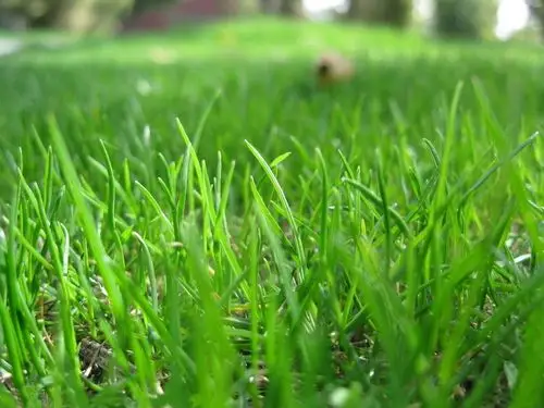 春天小草发芽了,草地变绿了.