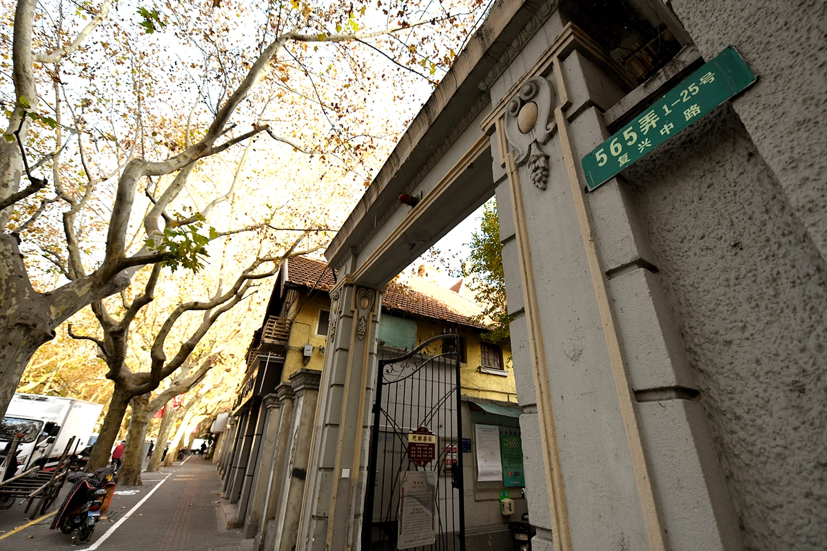 复兴中路与瑞金二路交叉口的银杏树.