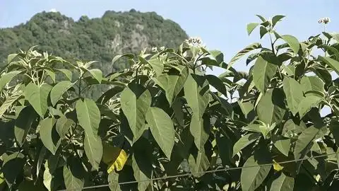 农村常见的"野烟叶",在我们生活当中有很多的用处,一起来了解