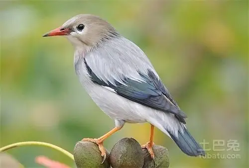 丝光椋鸟价格及不同时期的介绍