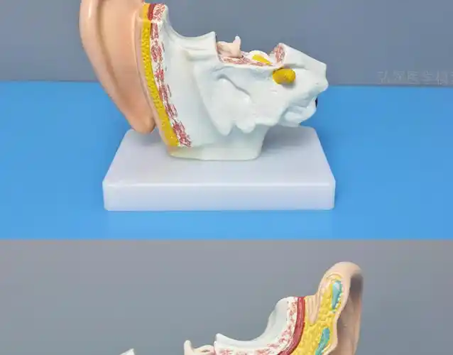 涓涓细语 耳朵模型人体耳部解剖结构放大耳道采耳儿童五官医学教学