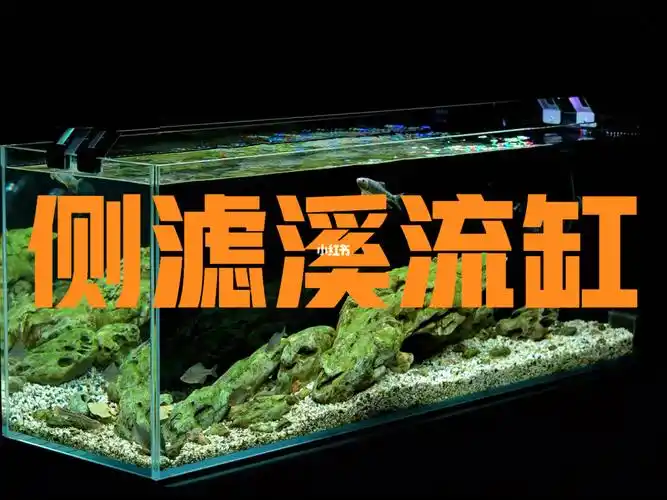 侧滤原生态溪流缸