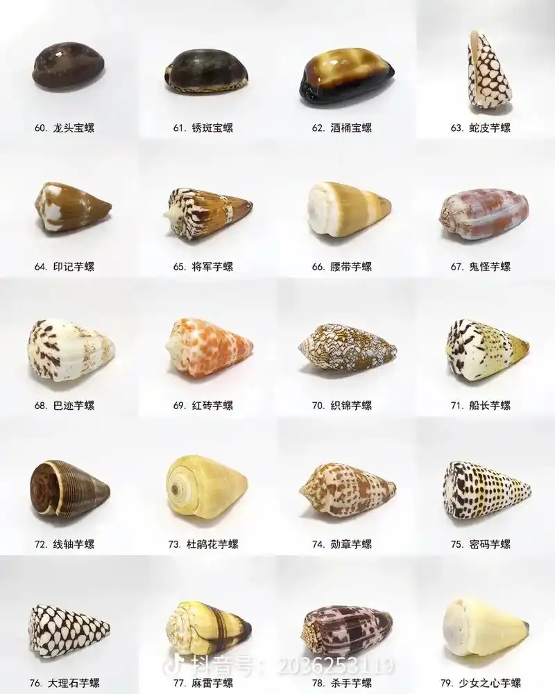 带你认识100多种海螺 - 抖音
