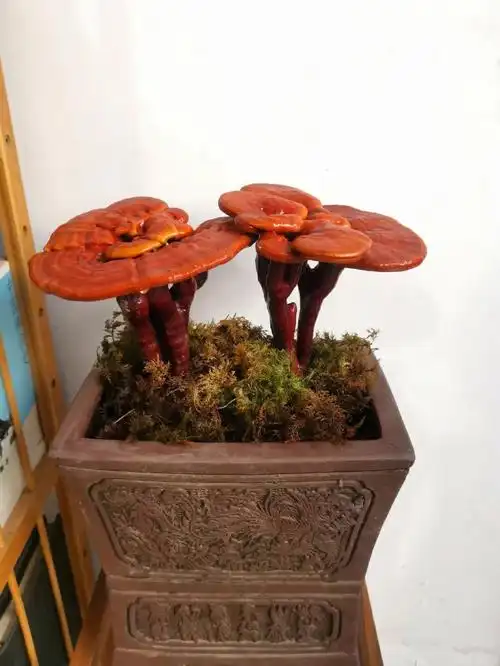 种盆灵芝满室祥瑞