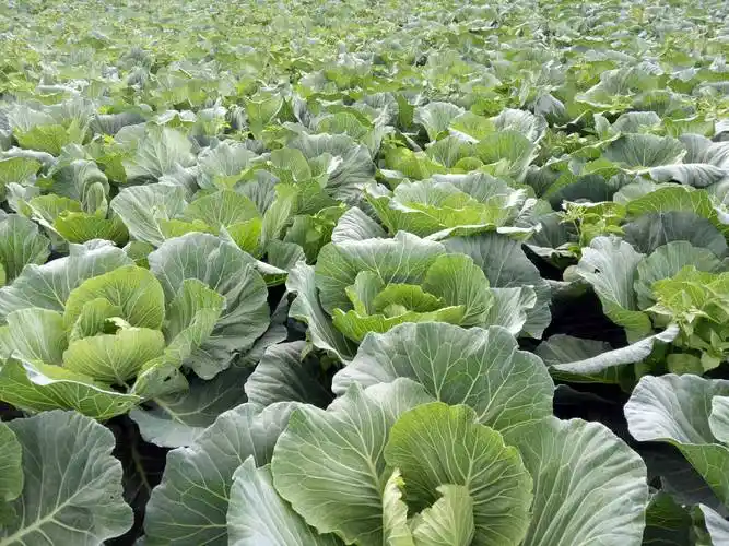 春甘蓝 2.0~2.5斤