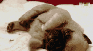 346_190gif 动态图 动图