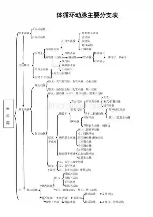 体循环动脉主要分支表全