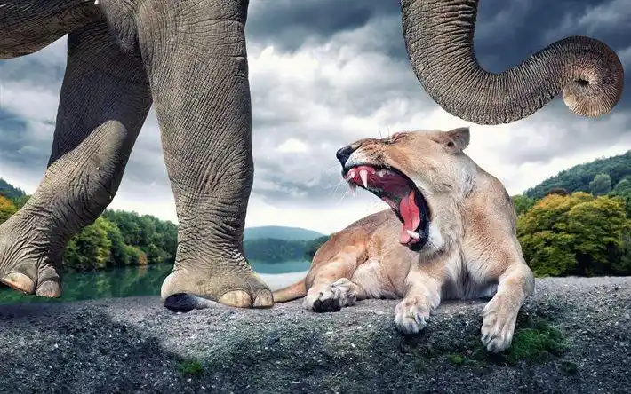 下载壁纸 战斗, 母狮, 嘴, 大象, 动物 桌面壁纸. 照片免费桌面壁纸