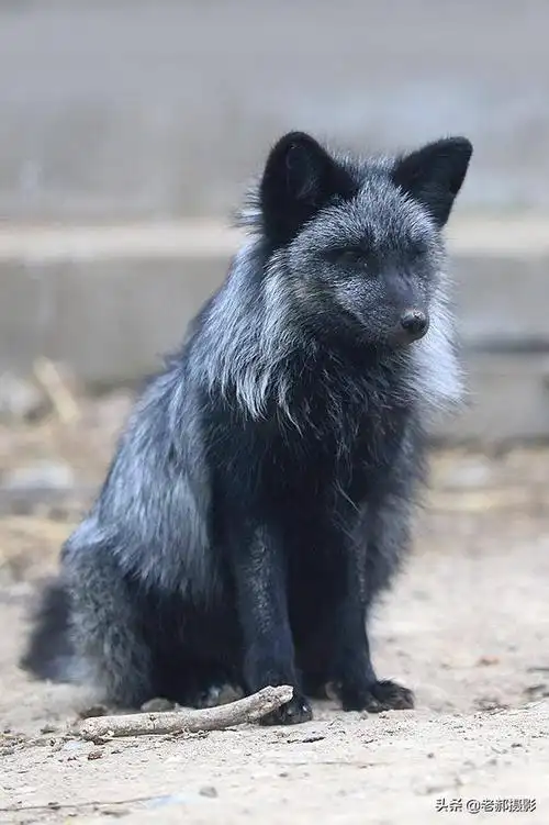 银色的狐狸--银狐