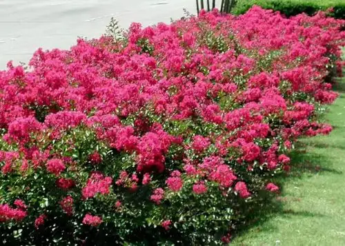 万花道矮紫薇美化城市美丽乡村建设新宠含报价
