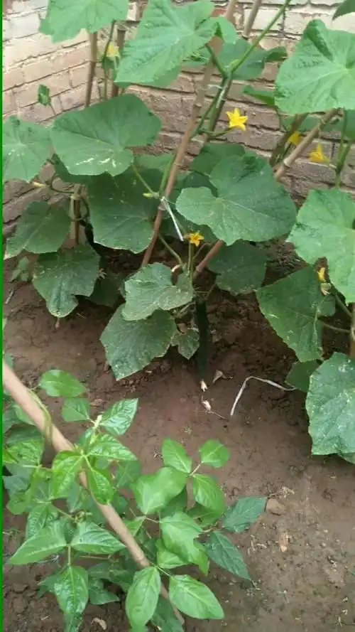 我的小菜园子里的黄瓜结果了^o